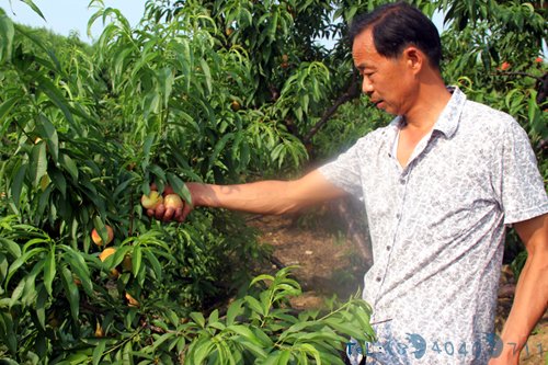 村主任祝新德在采摘“大红袍”桃子。