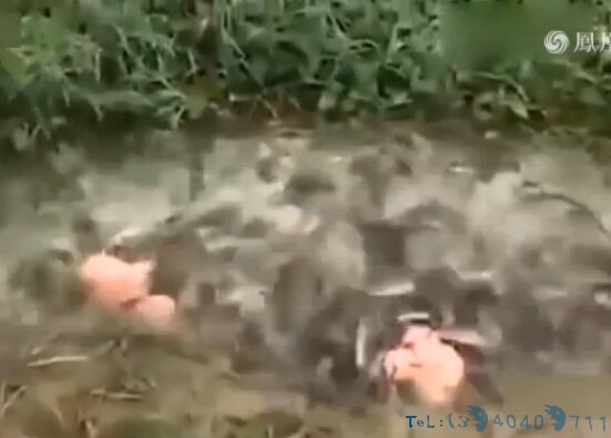 男子在河边敲打塑料桶 接下来发生的事令人啧啧称奇