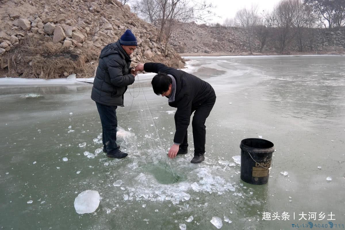 气温下降黄河汊子冰厚20厘米,有人凿冰下网捕鱼,一天捕百斤