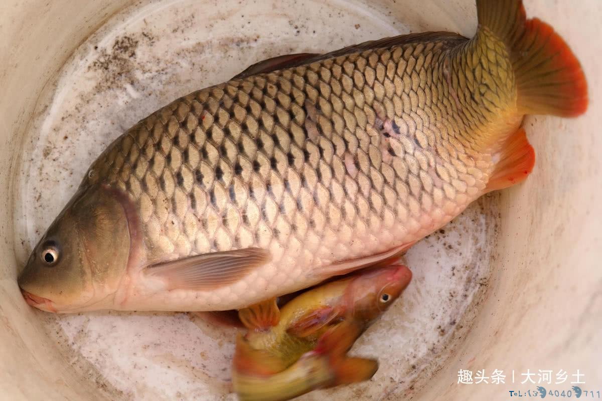 气温下降黄河汊子冰厚20厘米,有人凿冰下网捕鱼,一天捕百斤