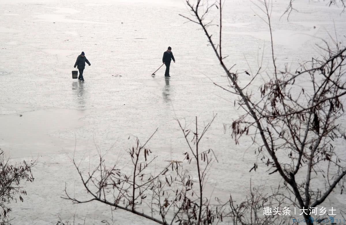 气温下降黄河汊子冰厚20厘米,有人凿冰下网捕鱼,一天捕百斤