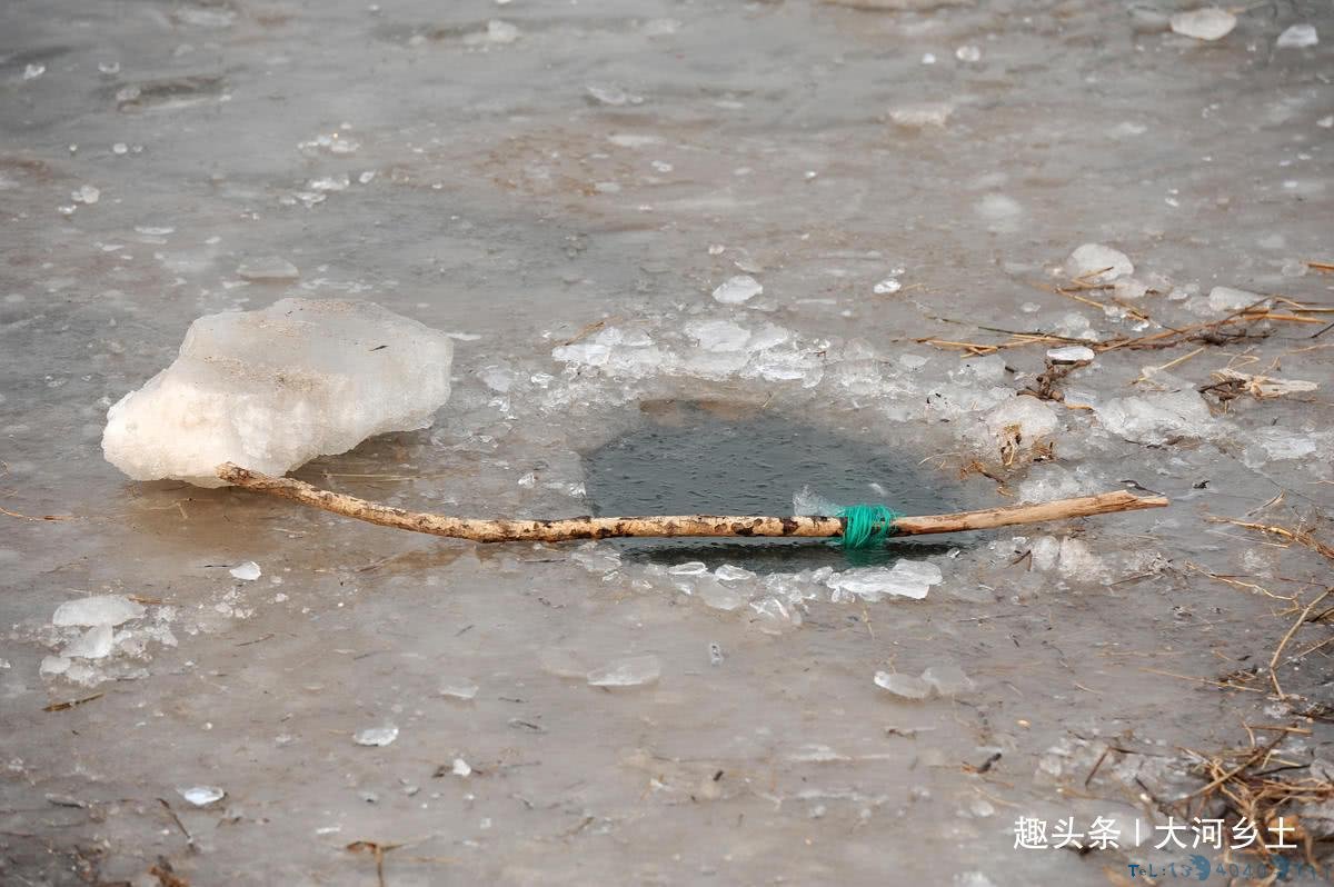气温下降黄河汊子冰厚20厘米,有人凿冰下网捕鱼,一天捕百斤