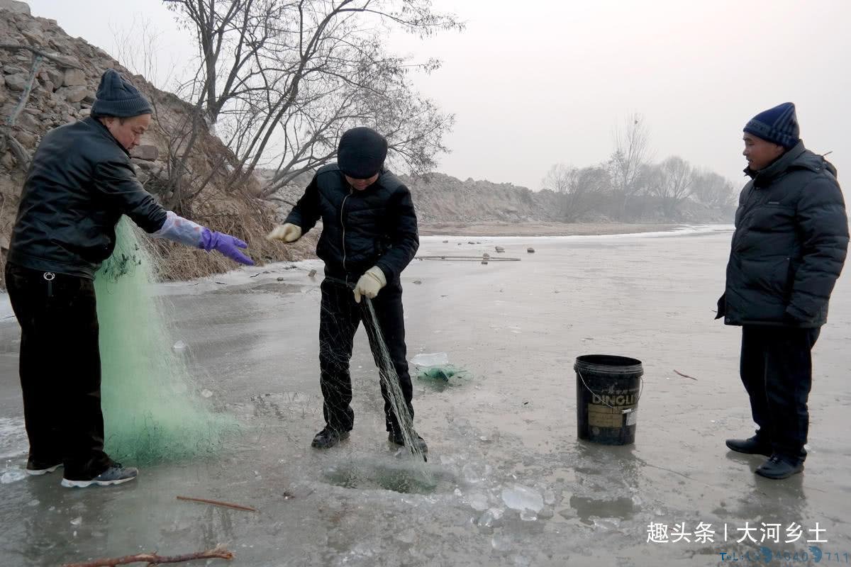气温下降黄河汊子冰厚20厘米,有人凿冰下网捕鱼,一天捕百斤