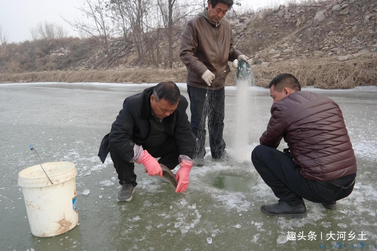 气温下降黄河汊子冰厚20厘米,有人凿冰下网捕鱼,一天捕百斤