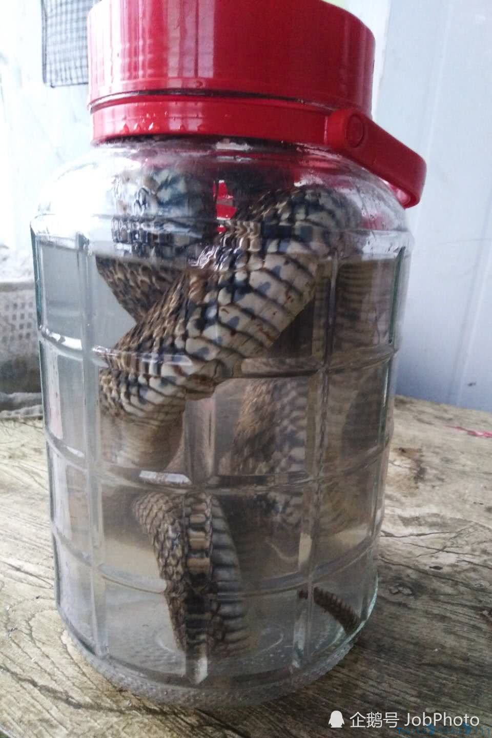 村民活捉近两米长菜花蛇，10分钟后蛇被泡酒