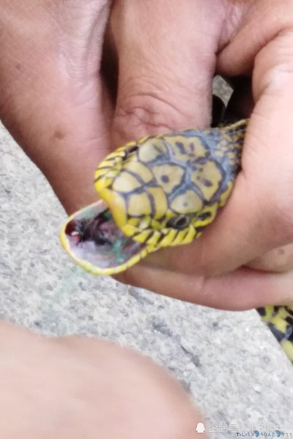 村民活捉近两米长菜花蛇，10分钟后蛇被泡酒