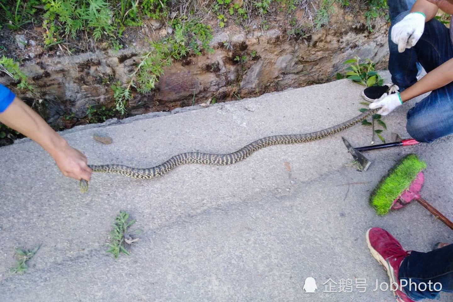 村民活捉近两米长菜花蛇，10分钟后蛇被泡酒