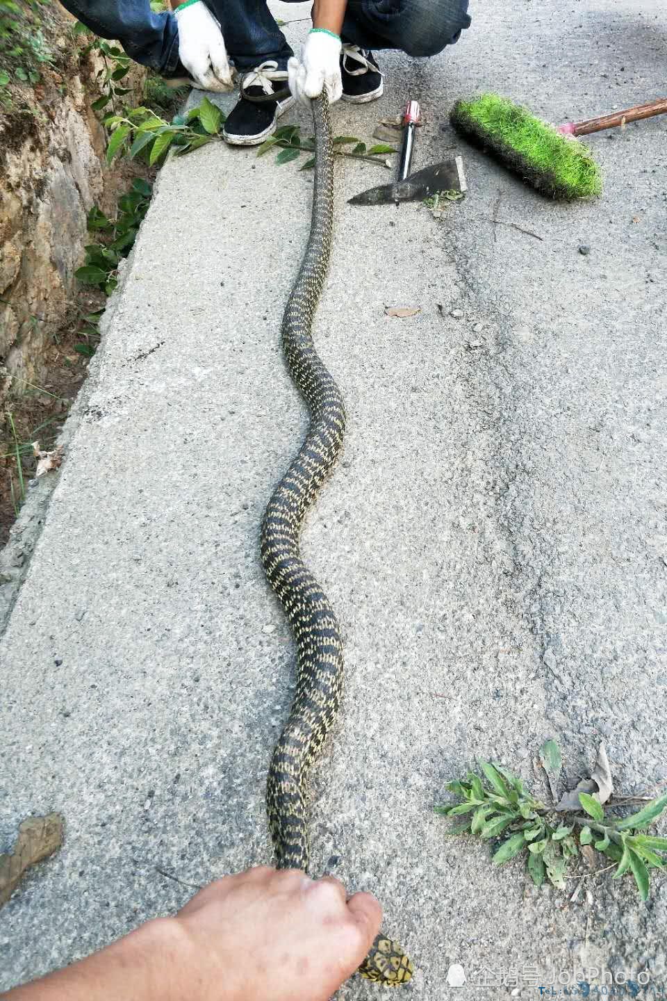 村民活捉近两米长菜花蛇，10分钟后蛇被泡酒