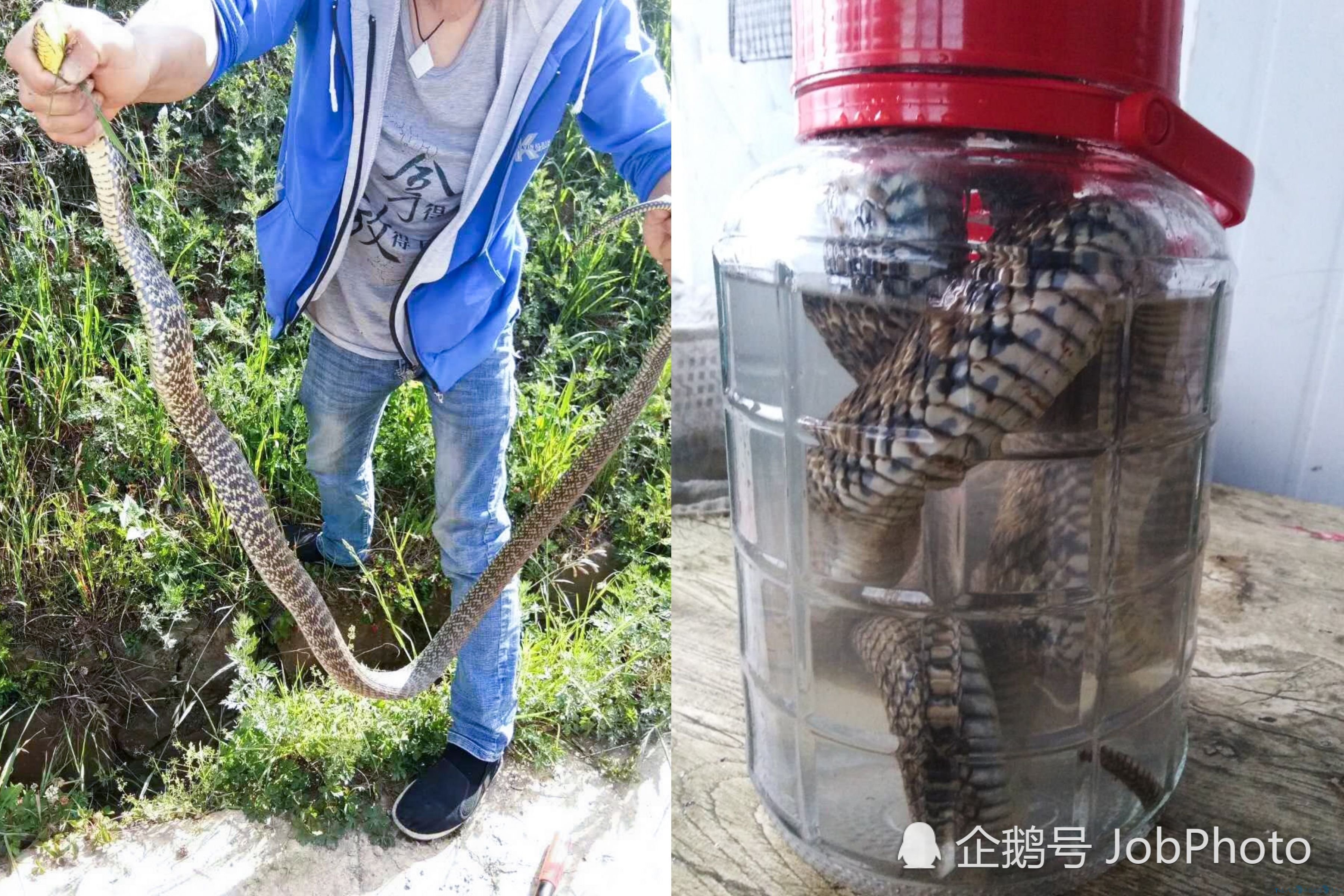 村民活捉近两米长菜花蛇，10分钟后蛇被泡酒