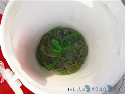 打开老乡带的桶：有装了母亲的中药 有带了“活鲜”