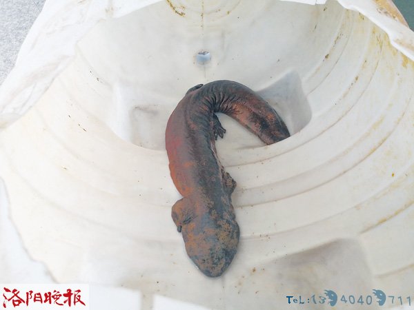 伊河现半米长娃娃鱼 专家称非野生系人工养殖