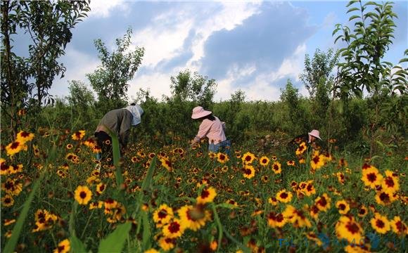 酉阳：“外来媳妇”天山雪菊 好看又致富