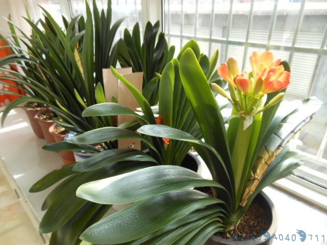 黄豆肥有“臭味”，试着加1种“小东西”，养花好用，肥效充足！