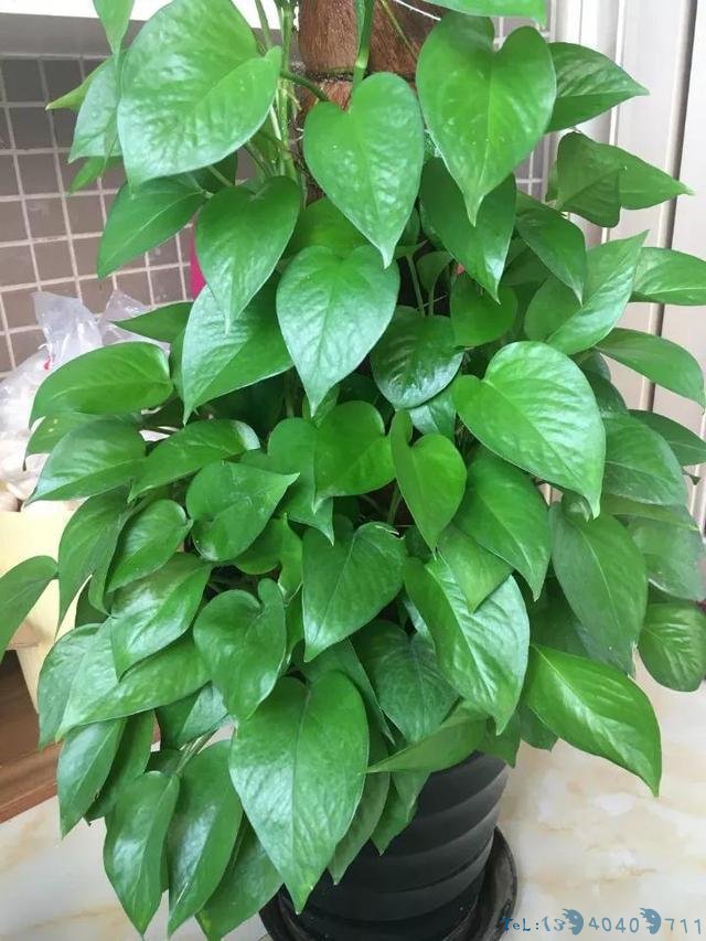 黄豆肥有“臭味”，试着加1种“小东西”，养花好用，肥效充足！