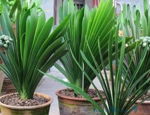 黄豆肥有“臭味”，试着加1种“小东西”，养花好用，肥效充足！