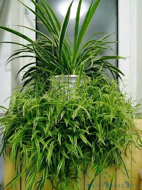 黄豆肥有“臭味”，试着加1种“小东西”，养花好用，肥效充足！