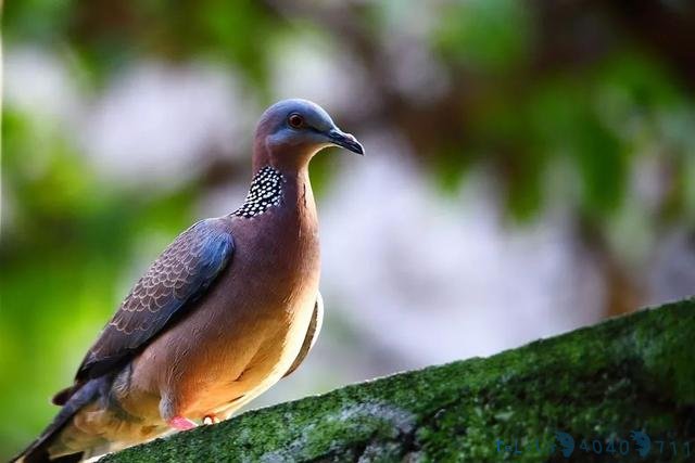 夫妇捕杀1763只国家“三有”野生鸟，“喜提”1800小时公益服务