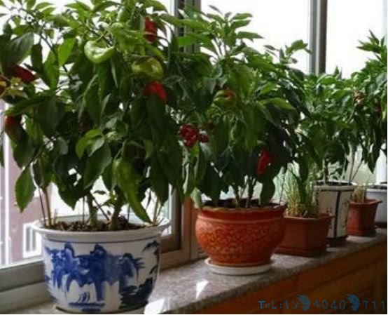 在家阳台种辣椒，一家人都吃不完，以后再也不用到市场买了