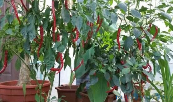 在家阳台种辣椒，一家人都吃不完，以后再也不用到市场买了