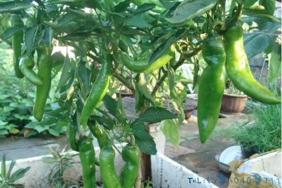 在家阳台种辣椒，一家人都吃不完，以后再也不用到市场买了