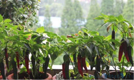 在家阳台种辣椒，一家人都吃不完，以后再也不用到市场买了