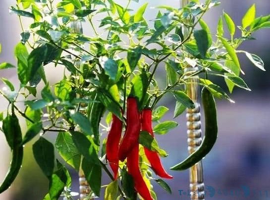 在家阳台种辣椒，一家人都吃不完，以后再也不用到市场买了