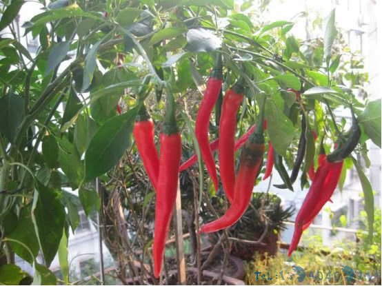 在家阳台种辣椒，一家人都吃不完，以后再也不用到市场买了
