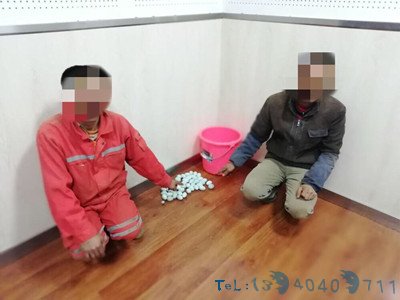 “吃货”闯了祸！贪野味上树掏鸟蛋，夜鹭窝遭了殃