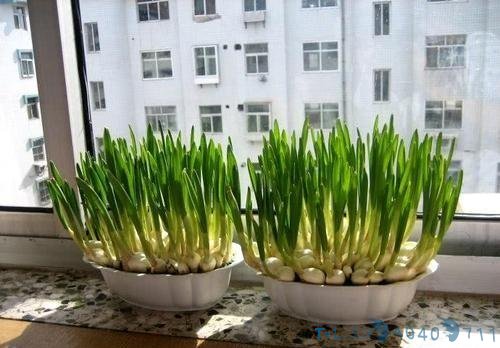 “阳台蔬菜”最厉害的种法，一年四季鲜蔬不断