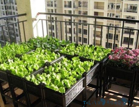 “阳台蔬菜”最厉害的种法，一年四季鲜蔬不断