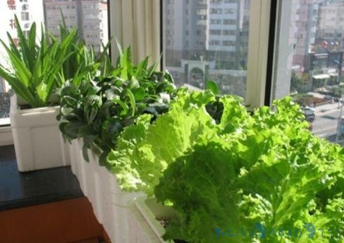 “阳台蔬菜”最厉害的种法，一年四季鲜蔬不断