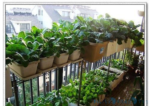 “阳台蔬菜”最厉害的种法，一年四季鲜蔬不断