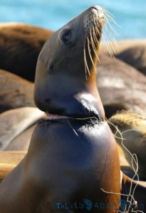 日本景区一死亡鹿被解剖,发现胃里全是塑料:再不警醒就晚了