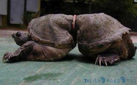 日本景区一死亡鹿被解剖,发现胃里全是塑料:再不警醒就晚了