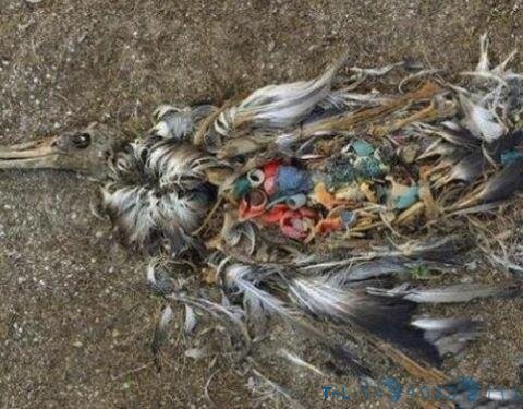 日本景区一死亡鹿被解剖,发现胃里全是塑料:再不警醒就晚了