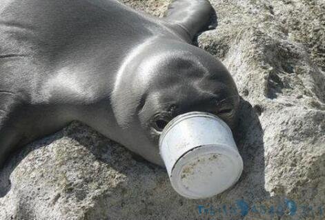 日本景区一死亡鹿被解剖,发现胃里全是塑料:再不警醒就晚了