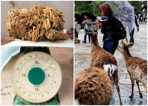 日本景区一死亡鹿被解剖,发现胃里全是塑料:再不警醒就晚了